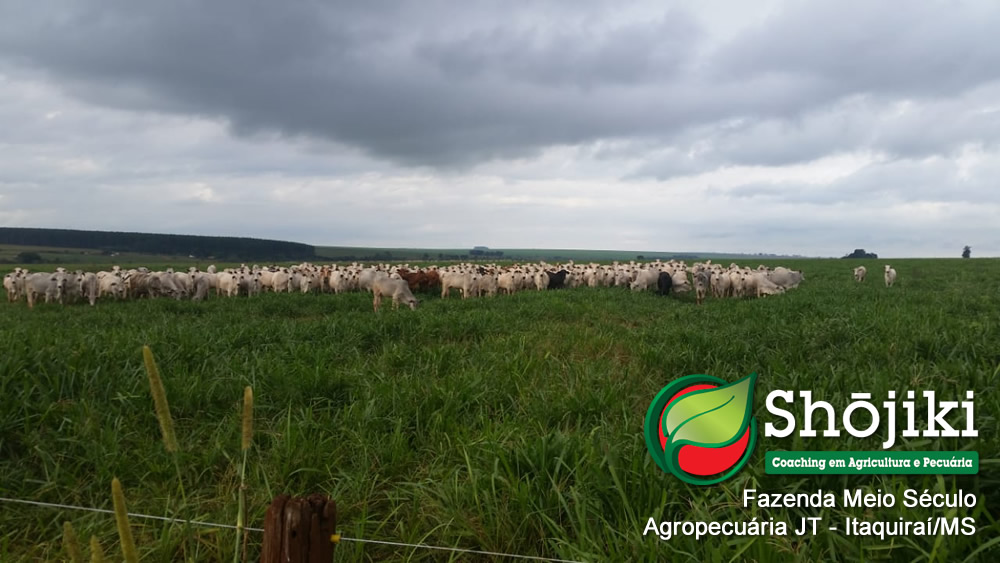 Agropecuária JT - Fazenda Meio Século - Itaquiraí/MS - Junho/2018